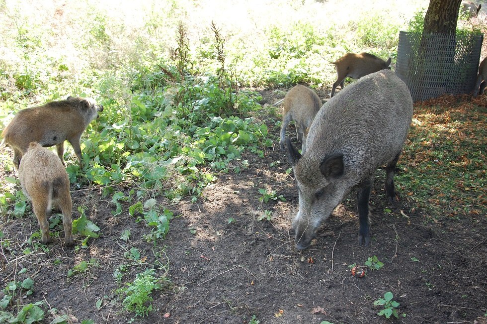 Im Freigehege ist eine Rotte Wildschweine zu sehen., © Gabriele Skorupski