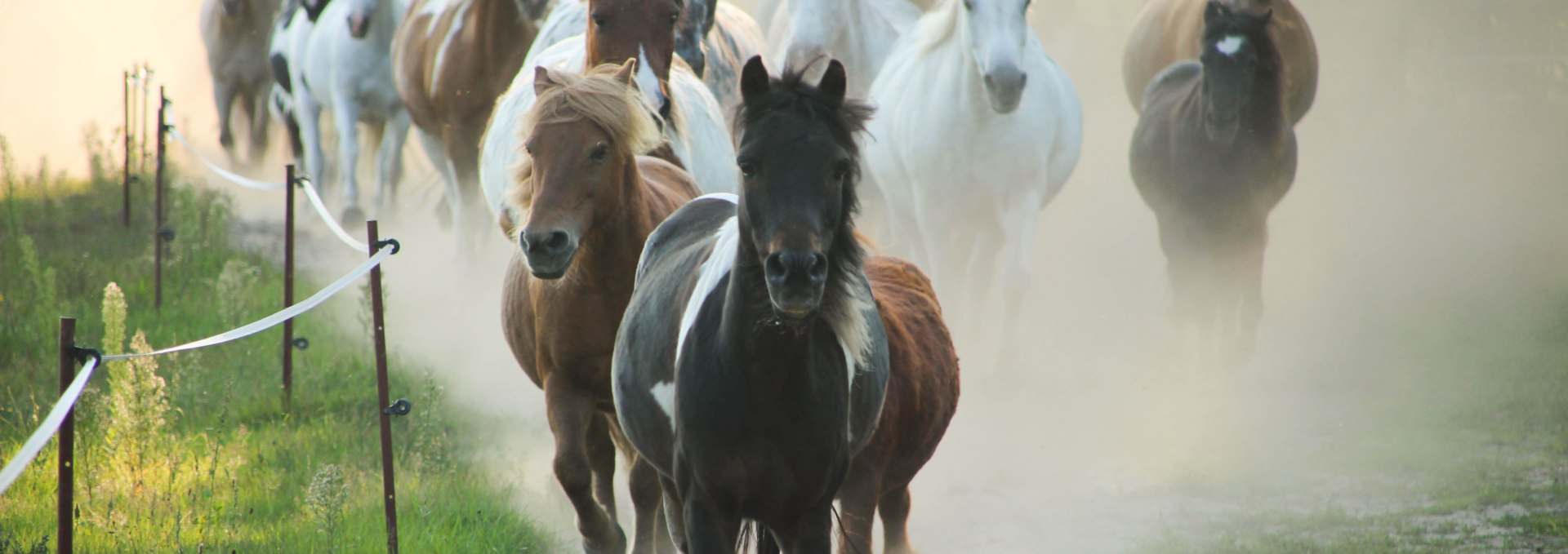 Ponyherde auf dem Pferdehof Zislow., © Pferdehof Zislow