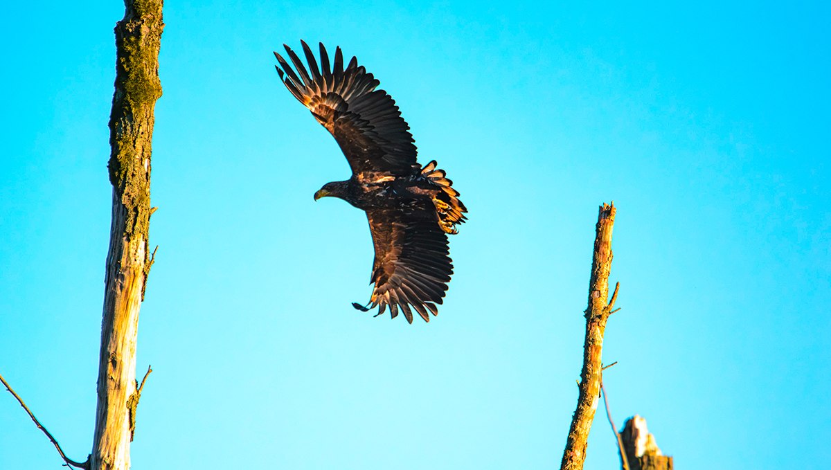 Reise ins Revier der Seeadler, © Vogeltouren MV