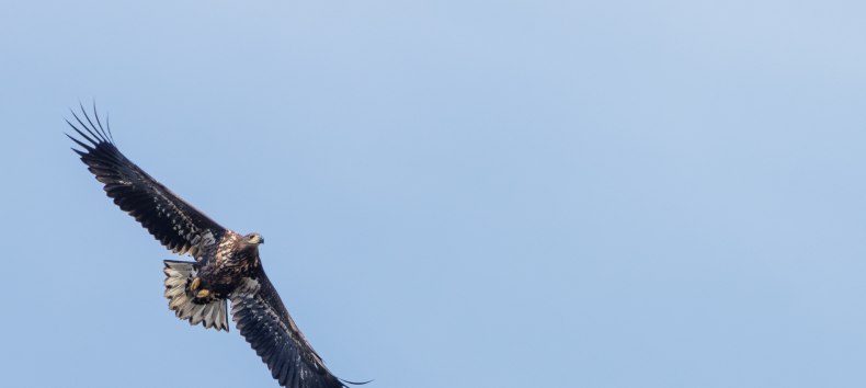 Junger Seeadler, gesehen bei meiner Seeadlertour, © Kevin Hempel/ Vogeltouren MV