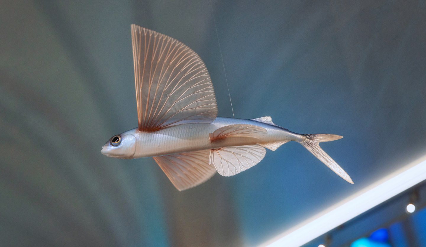 Modell eines fliegenden Fisches im MEERESMUSEUM (Foto: Anke Neumeister/Deutsches Meeresmuseum)