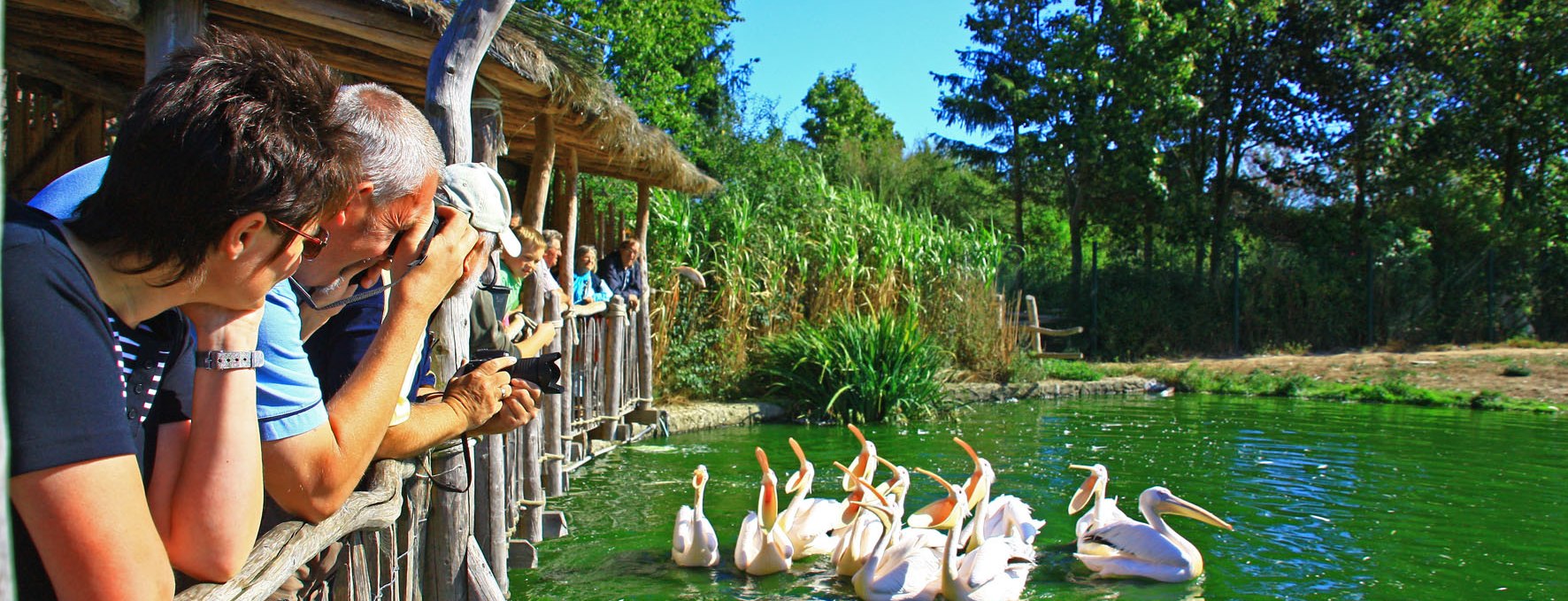 Pelikanfütterung, © Vogelpark Marlow/Zöger