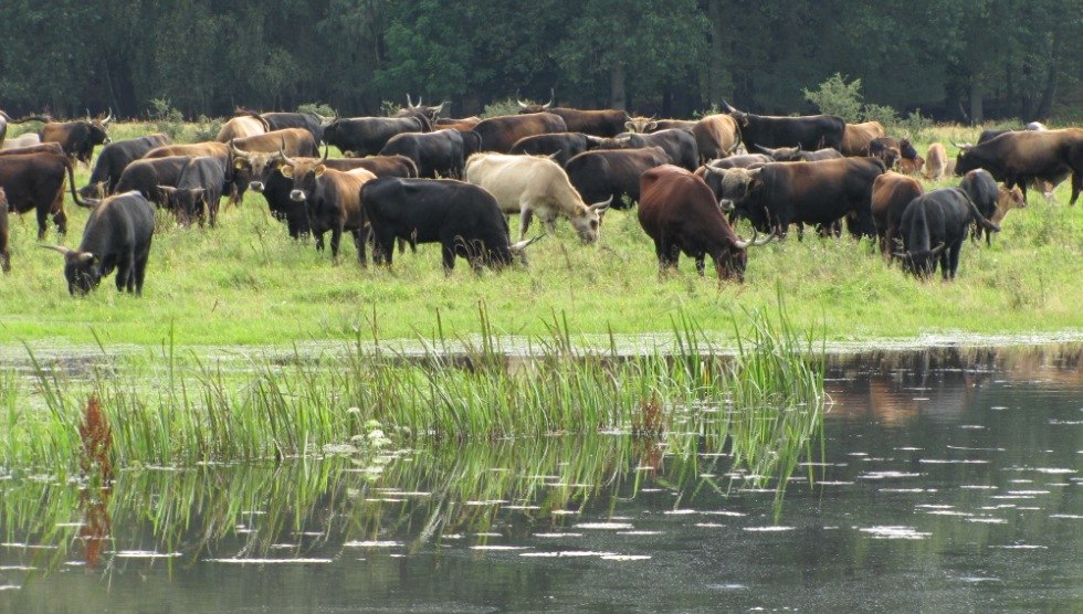 Die Heckrinder fühlen sich in der Sudeniederung das ganze Jahr über wohl, © Storkenkate