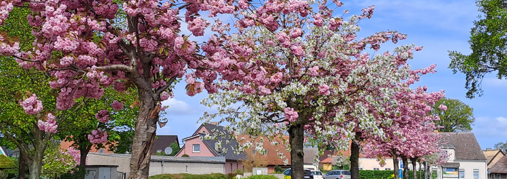 Kirschblüte andere Perspektive (3), © Tourismusbetrieb Mönkebude BgA