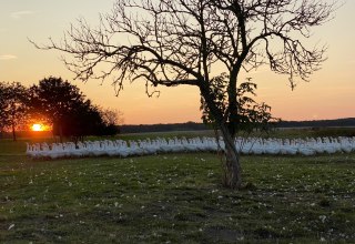 Unsere Gänse auf ihrer Wiese., © Hofladen Marihn