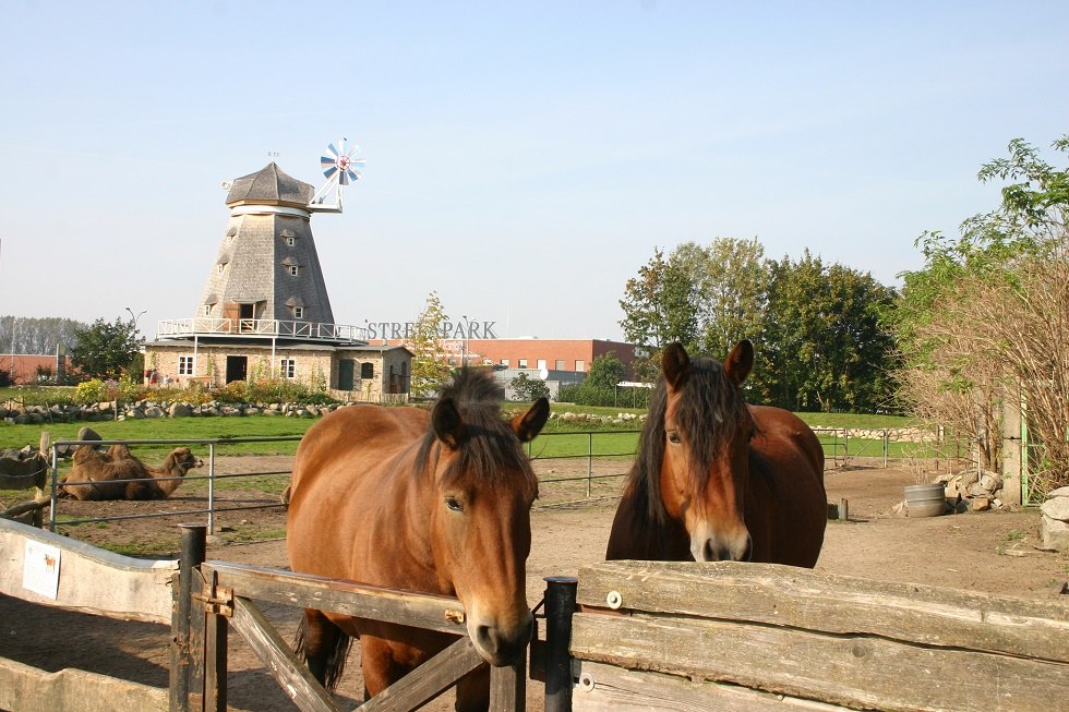 Pferde im Zoo Stralsund, © Tourismuszentrale Hansestadt Stralsund