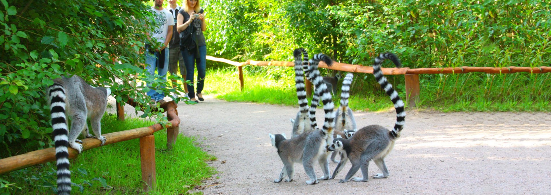 Kattas, © Vogelpark Marlow/Zöger