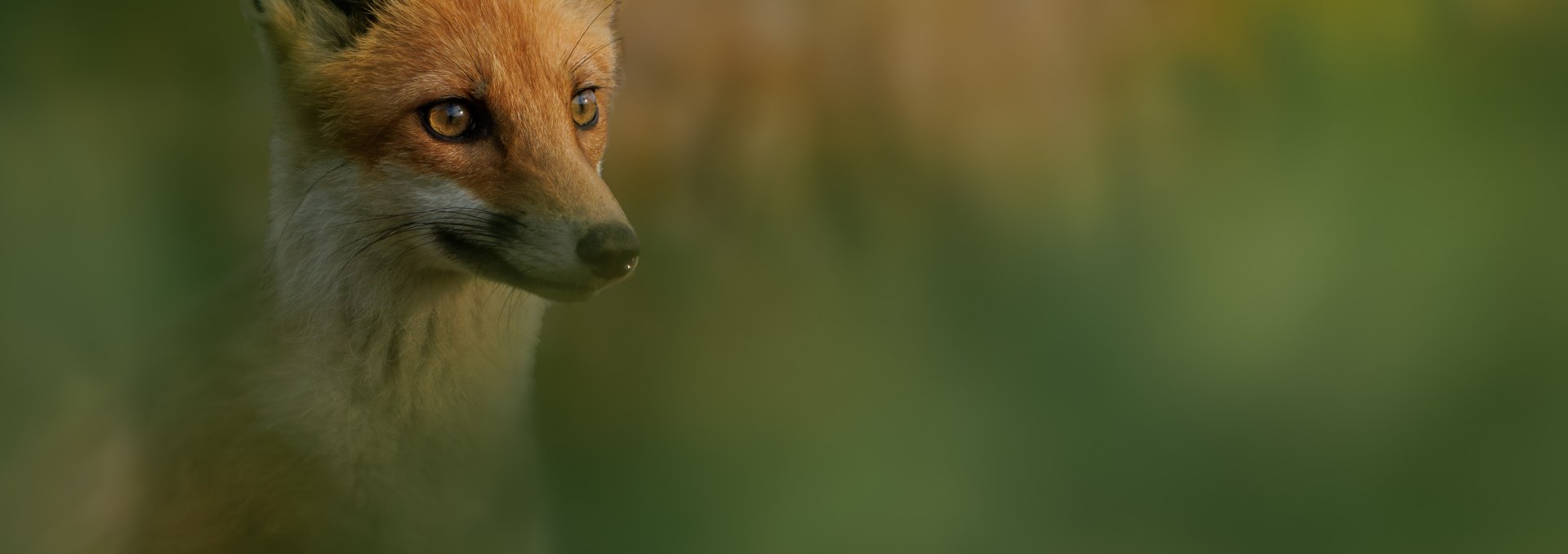 Jugendlicher Fuchs, © Vogeltouren MV