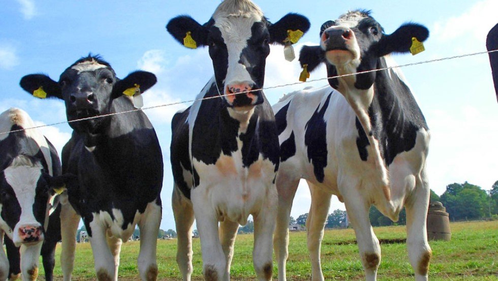 Die 1.000 fleißigen Milchkühe produzieren bis zu zehn Millionen Kg Milch pro Jahr, © AGP Lübesse