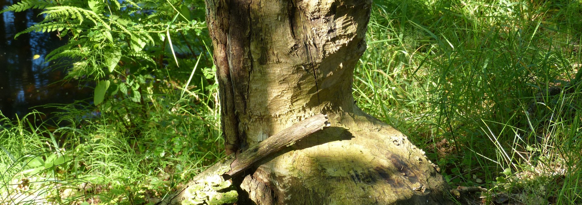 angenagter Baum am Radebach, © Naturpark Sternberger Seenland