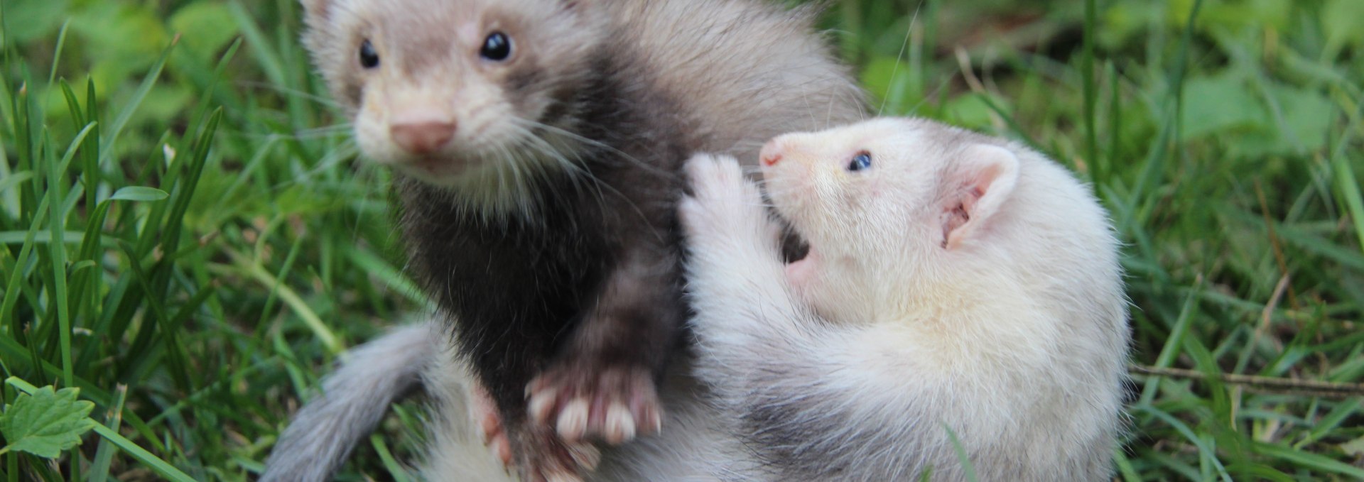 Wenn die Frettchen mal nicht schlafen, sind sie ziemlich agil., © Tierpark Wolgast