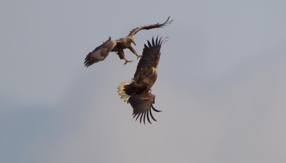 Seeadler-Tour, © Mirko Hecht