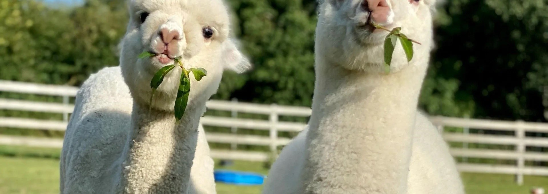 Trebeltal- Alpacas, © Anne Häusler