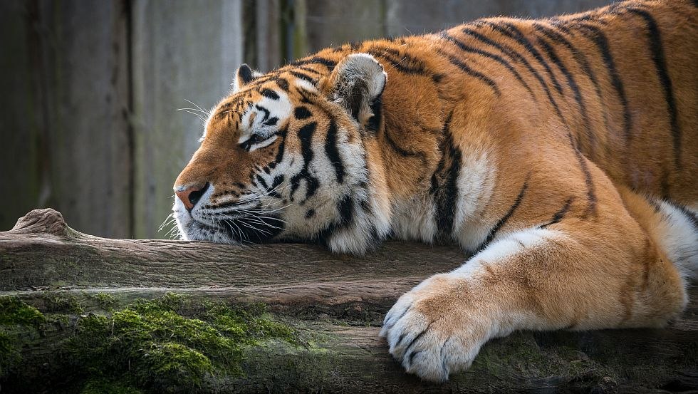 Amur-Tiger ganz entspannt im Zoo Schwerin, © Erhard Heiden