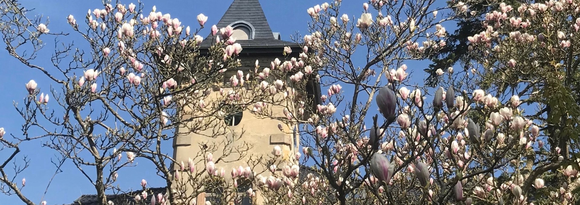 Schloß Hohenbrünzow Süd: Die Magnolie entfaltet ihre Blütenpracht ..., © Gernot Pohl 2019