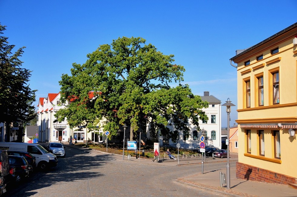 Billroth Eiche, © Tourismuszentrale Rügen