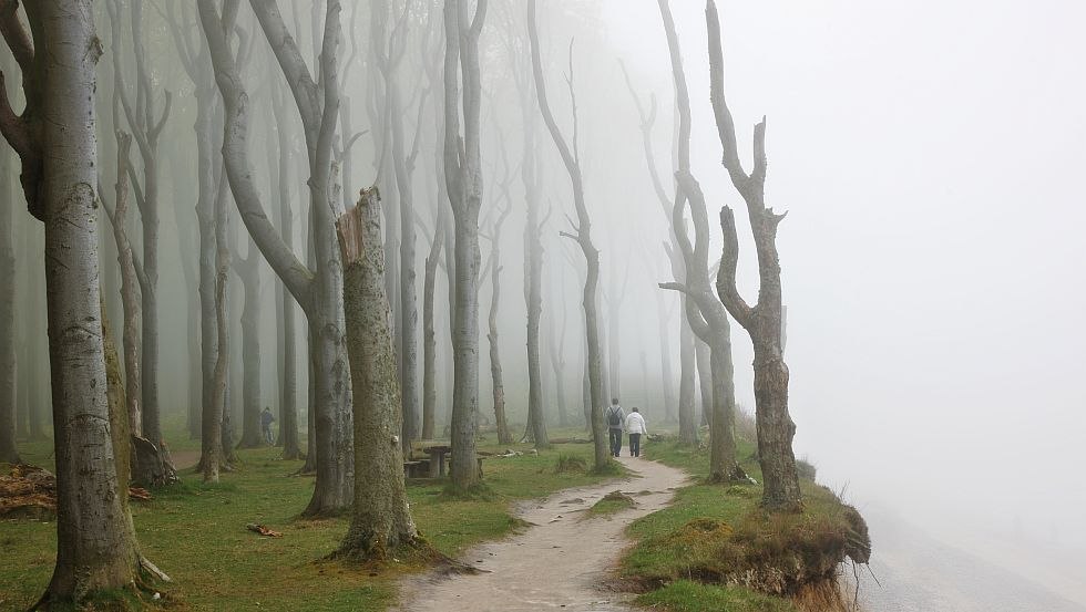 Der urwüchsige Gespensterwald mit seinen windschiefen Bäumen bietet ein ganz besonderes Wandervergnügen, © TMV/Werk3