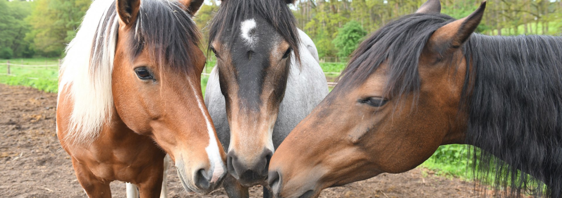 Auf dem Pferdehof Zislow gibt es verschiedene Ponys für den Reitunterricht., © Pferdehof Zislow