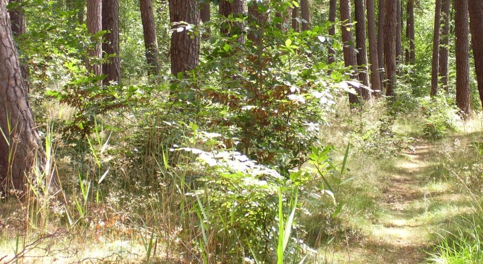 Natur mit allen Sinnen wahrnehmen, © Sabine Görmar