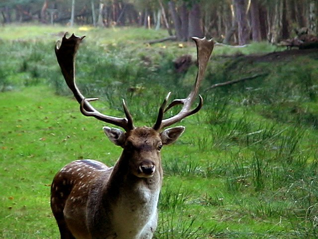 Wildpark Boek, © TDG Rechlin mbH