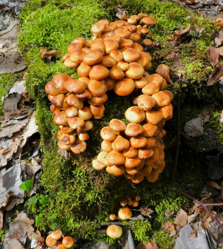 Naturerlebnis–Wanderung "Frühjahrspilze und Vogelstimmen", © Lutz Spindler