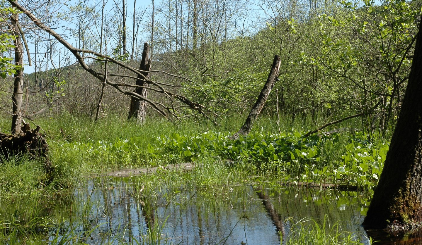 Blick vom Moorsteg auf das Moor bei Serrahn, © NPA Müritz